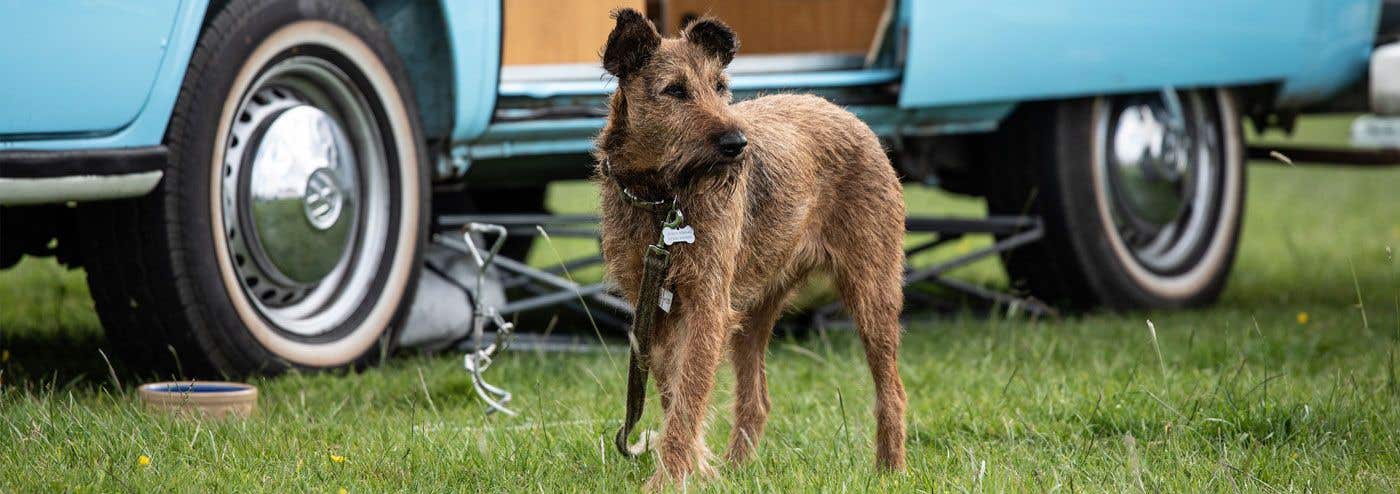 Laws on Driving and Camping with Dogs | Everything You Need to Know