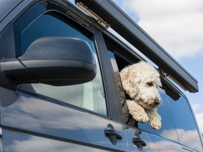 Laws on Driving and Camping with Dogs | Everything You Need to Know