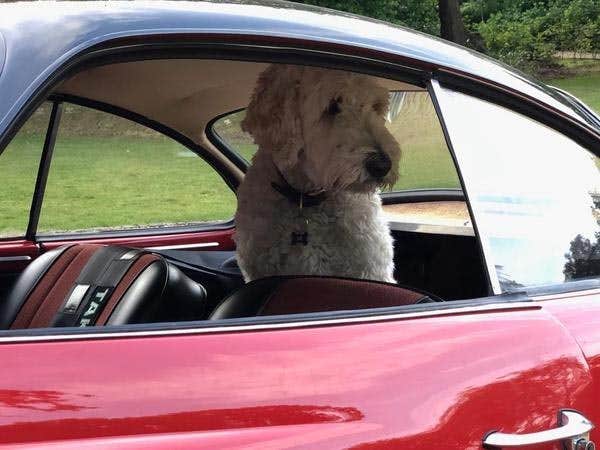 Benji wants to co-pilot!