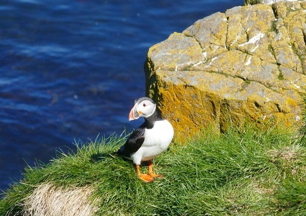 Puffin