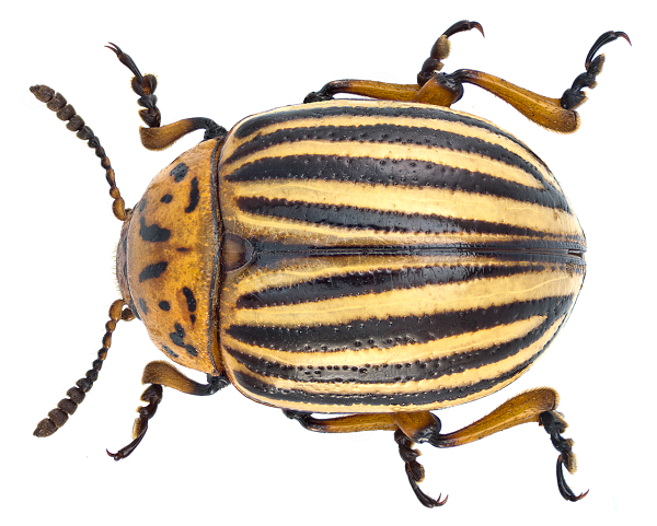 The Colorado Beetle